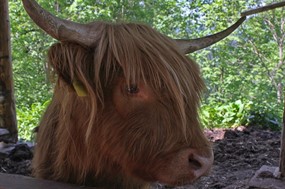 老黄牛头部特写图片